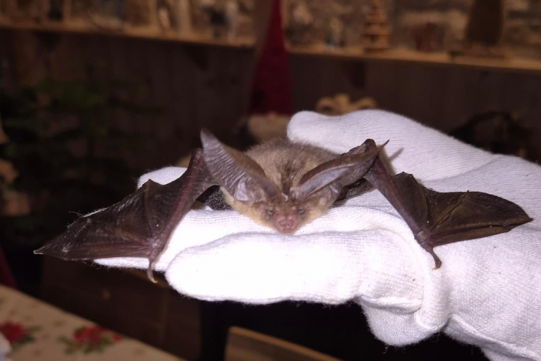 AG Treffen: Fledermäuse und Gartenbepflanzung