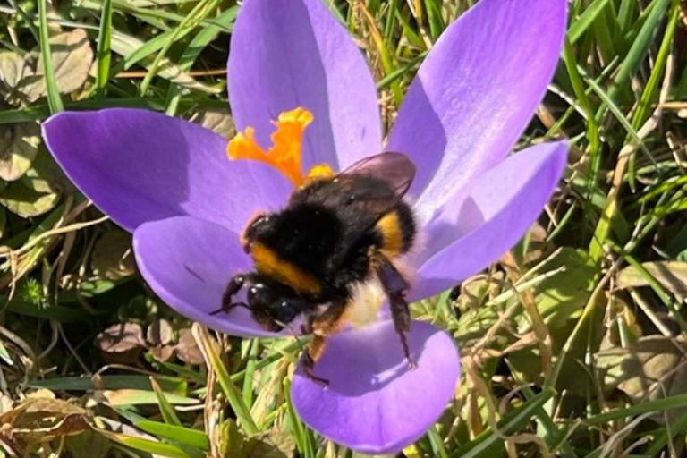 AG Treffen: Wie geht es eigentlich den Hummeln?